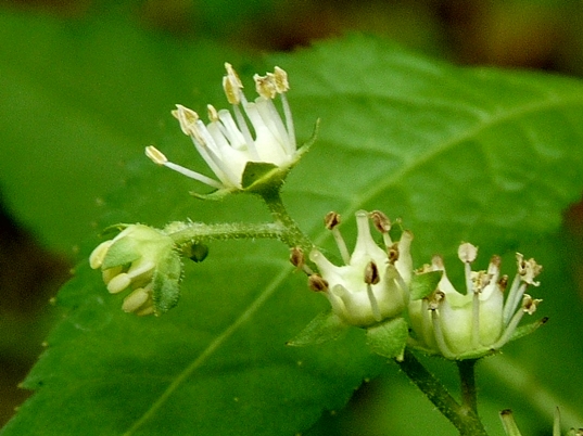 {Penthorum sedoides}